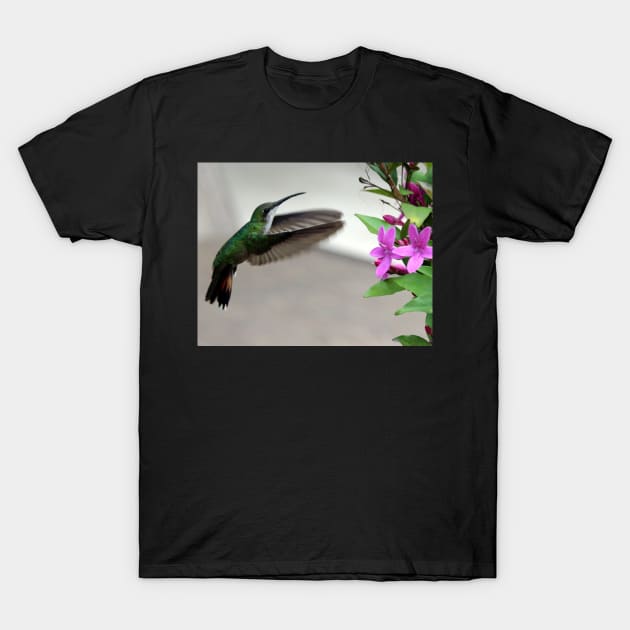 Hummingbird T-Shirt by croper